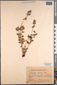 Nepeta mariae Regel, Middle Asia, Western Tian Shan & Karatau (M3) (Kazakhstan)