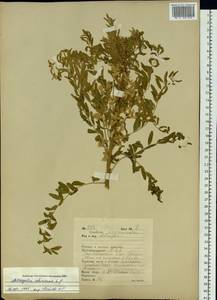 Astragalus chinensis L. fil., Siberia, Russian Far East (S6) (Russia)