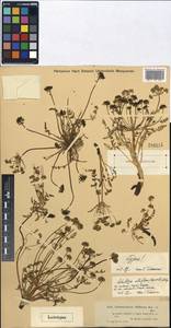 Schulzia albiflora (Kar. & Kir.) Popov, Middle Asia, Dzungarian Alatau & Tarbagatai (M5) (Kazakhstan)