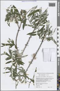 Salix schwerinii E. L. Wolf, Siberia, Baikal & Transbaikal region (S4) (Russia)