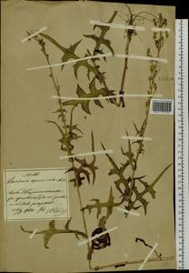 Lactuca indica L., Siberia, Russian Far East (S6) (Russia)