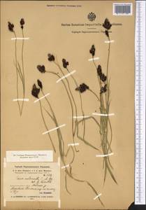 Carex melanantha C.A.Mey., Middle Asia, Pamir & Pamiro-Alai (M2) (Kyrgyzstan)
