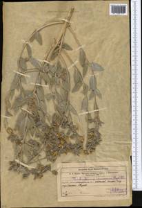 Trichodesma incanum Bunge, Middle Asia, Western Tian Shan & Karatau (M3) (Kazakhstan)