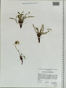 Crepis crocea (Lam.) Babc., Siberia, Altai & Sayany Mountains (S2) (Russia)