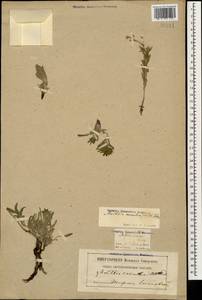 Moltkia coerulea (Willd) Lehm., Caucasus, Georgia (K4) (Georgia)