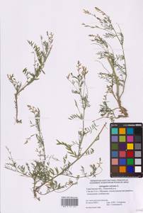 Astragalus sulcatus L., Eastern Europe, Lower Volga region (E9) (Russia)