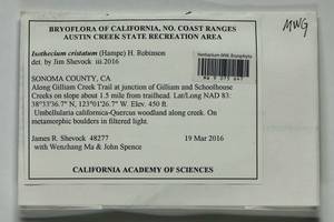 Pseudisothecium cristatum (Hampe) Ignatova, Fedosov & Ignatov, Bryophytes, Bryophytes - America (BAm) (United States)