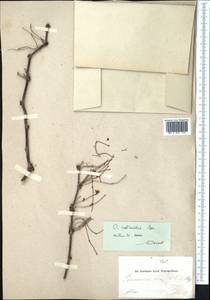 Calligonum rubicundum Bunge, Middle Asia, Muyunkumy, Balkhash & Betpak-Dala (M9) (Kazakhstan)