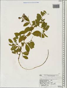 Lathyrus japonicus var. japonicus, Eastern Europe, North-Western region (E2) (Russia)