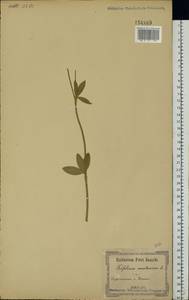 Trifolium montanum L., Eastern Europe, South Ukrainian region (E12) (Ukraine)