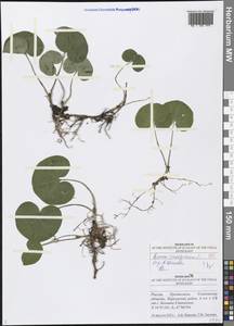 Asarum europaeum L., Eastern Europe, Middle Volga region (E8) (Russia)