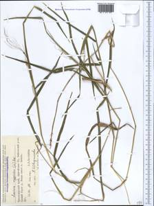 Leersia oryzoides (L.) Sw., Caucasus, Krasnodar Krai & Adygea (K1a) (Russia)