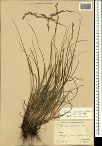 Festuca orientalis (Boiss.) B.Fedtsch., Crimea (KRYM) (Russia)