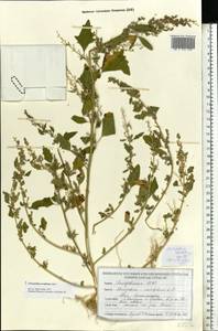 Chenopodium acerifolium Andrz., Eastern Europe, Belarus (E3a) (Belarus)