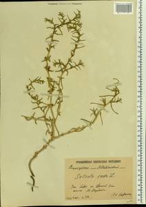 Soda inermis (Moench) Fourr., Eastern Europe, Lower Volga region (E9) (Russia)