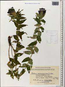 Gentiana asclepiadea L., Caucasus, Stavropol Krai, Karachay-Cherkessia & Kabardino-Balkaria (K1b) (Russia)