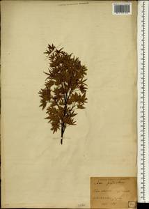 Acer palmatum Thunb., South Asia, South Asia (Asia outside ex-Soviet states and Mongolia) (ASIA) (Japan)