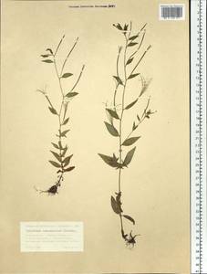 Epilobium ciliatum subsp. ciliatum, Siberia, Western Siberia (S1) (Russia)