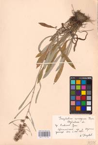 Omalotheca norvegica (Gunnerus) Sch. Bip. & F. W. Schultz, Eastern Europe, Eastern region (E10) (Russia)