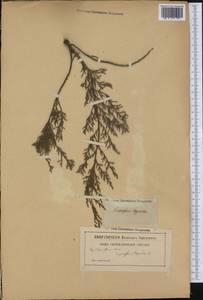 Chamaecyparis thyoides (L.) Britton, Sterns & Poggenb., America (AMER) (Not classified)