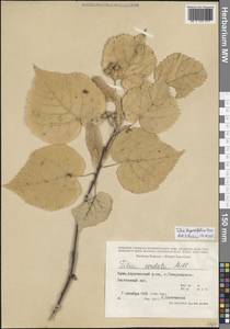 Tilia croizatii Chun & H. D. Wong, Crimea (KRYM) (Russia)