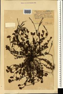 Veronica multifida L., Crimea (KRYM) (Russia)