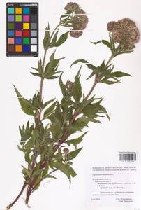 Eupatorium cannabinum L., Eastern Europe, Central forest-and-steppe region (E6) (Russia)