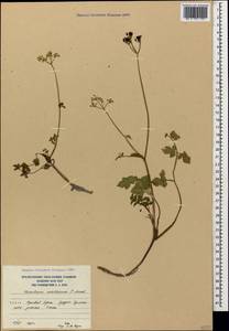 Heracleum ossethicum Manden., Caucasus, South Ossetia (K4b) (South Ossetia)