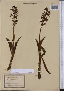 Orchis mascula (L.) L., Caucasus, Georgia (K4) (Georgia)