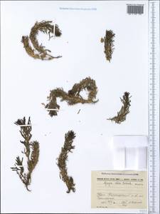 Ajuga chamaepitys subsp. chia (Schreb.) Arcang., Crimea (KRYM) (Russia)