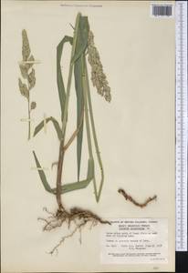 Phalaris arundinacea L., America (AMER) (Canada)