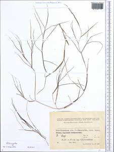 Potamogeton, Middle Asia, Syr-Darian deserts & Kyzylkum (M7) (Kazakhstan)