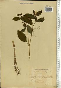Impatiens noli-tangere L., Eastern Europe, Belarus (E3a) (Belarus)