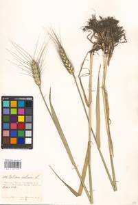 Triticum aestivum L., Eastern Europe, Moscow region (E4a) (Russia)