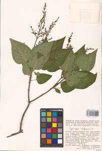 Syringa vulgaris L., Eastern Europe, Lower Volga region (E9) (Russia)