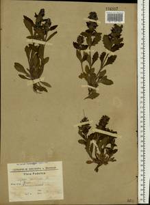 Ajuga genevensis L., Eastern Europe, South Ukrainian region (E12) (Ukraine)