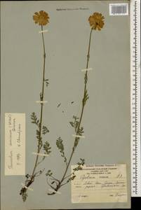 Tanacetum coccineum subsp. coccineum, Caucasus, South Ossetia (K4b) (South Ossetia)