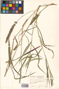 Setaria verticillata (L.) P.Beauv., Eastern Europe, Moscow region (E4a) (Russia)