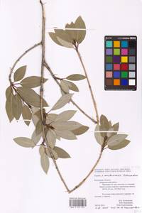 Populus ×moscoviensis Schröd., Eastern Europe, Central region (E4) (Russia)