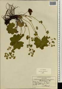 Alchemilla conglobata H. Lindb., Eastern Europe, Moscow region (E4a) (Russia)