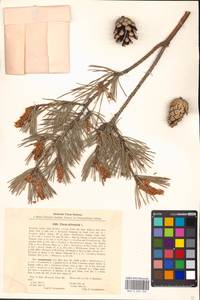 Pinus sylvestris L., Eastern Europe, Moscow region (E4a) (Russia)