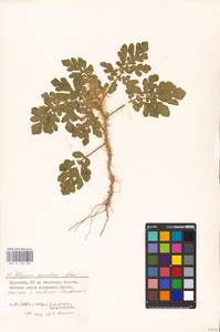 MHA 0 158 683, Solanum angustifolium Houst. ex Mill., Eastern Europe, Lower Volga region (E9) (Russia)