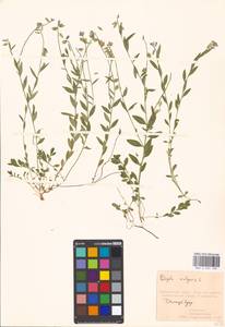 Polygala vulgaris, Eastern Europe, Moscow region (E4a) (Russia)