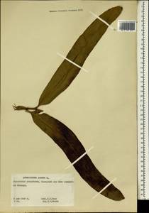 Acrostichum aureum L., Africa (AFR) (Guinea)