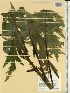Cirsium ×hybridum W. D. J. Koch ex DC., Eastern Europe, Western region (E3) (Russia)