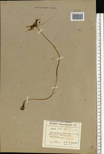 Allium flavum subsp. tauricum (Besser ex Rchb.) K.Richt., Eastern Europe, North Ukrainian region (E11) (Ukraine)