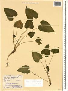 Viola somchetica C. Koch, Caucasus, North Ossetia, Ingushetia & Chechnya (K1c) (Russia)