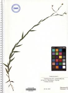 Linum perenne L., Eastern Europe, Eastern region (E10) (Russia)