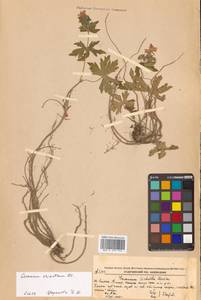 Geranium erianthum DC., Siberia, Russian Far East (S6) (Russia)