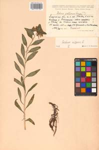 Phedimus aizoon (L.) 't Hart, Siberia, Russian Far East (S6) (Russia)